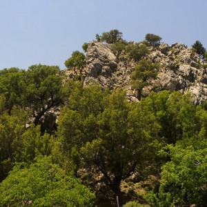Selakano Forest