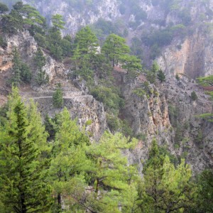 Selakano Forest