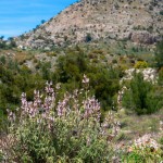 Anatoli trail 3